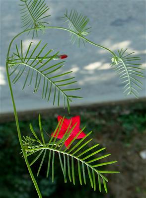 Ipomoea quamoclit